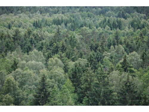 Vyriausybė pritarė Miškų įstatymo pakeitimams. Didesnis dėmesys gamtosaugai, miško išteklių apsaugai